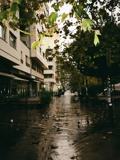 Rua molhada com edifícios e árvores ao fundo