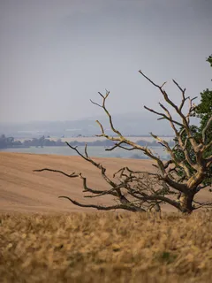 Árvore isolada num campo verde sob céu azul claro
