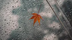 Folha de bordo sobre guarda-chuva com gotas de chuva