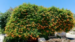 Árvore com flores laranjas num parque de estacionamento